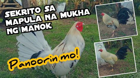 pampatapang ng manok